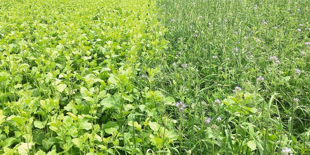 Um mit Gründüngungen Unkräuter zu unterdrücken, sollten diese möglichst direkt nach der Getreideernte gesät werden. Bild: Wallierhof