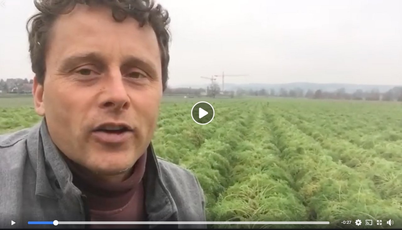 Für die Ernte war es zu nass auf dem Feld von Bauer Daniel Maag: Per Video machte er darauf aufmerksam, dass man sich die Rüebli nun gratis holen dürfe. (Bild Screenshot Facebook)