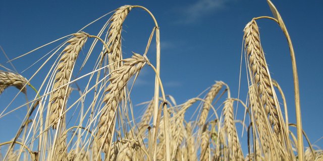 Das Versuchsnetz umfasse 8 Standorte in der ganzen Schweiz, wo die Versuche auf kleinen Parzellen mit 3 Wiederholungen durchgeführt werden. (Bild Swiss Granum)
