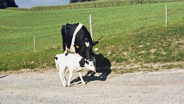 Aetzrütti Igmar Thyra brachte am 11. September ein schönes Kuhkalb auf die Welt. Eine Mooi-Tochter mit dem Namen Talia.