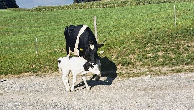Aetzrütti Igmar Thyr Aetzrütti Igmar Thyra brachte am 11. September ein schönes Kuhkalb auf die Welt. Eine Mooi-Tochter mit dem Namen Talia.