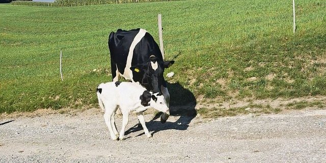 Aetzrütti Igmar Thyra brachte am 11. September ein schönes Kuhkalb auf die Welt. Eine Mooi-Tochter mit dem Namen Talia.