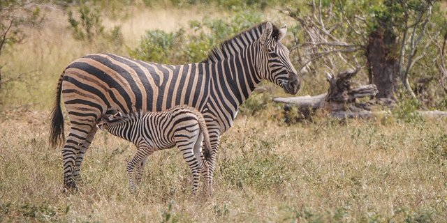 Die dünnflüssige Milch des Steppenzebras versorgt die Fohlen nicht nur mit Nährstoffen, sondern auch mit genügend Flüssigkeit. (Bilder Zoologisches Museum UZH)