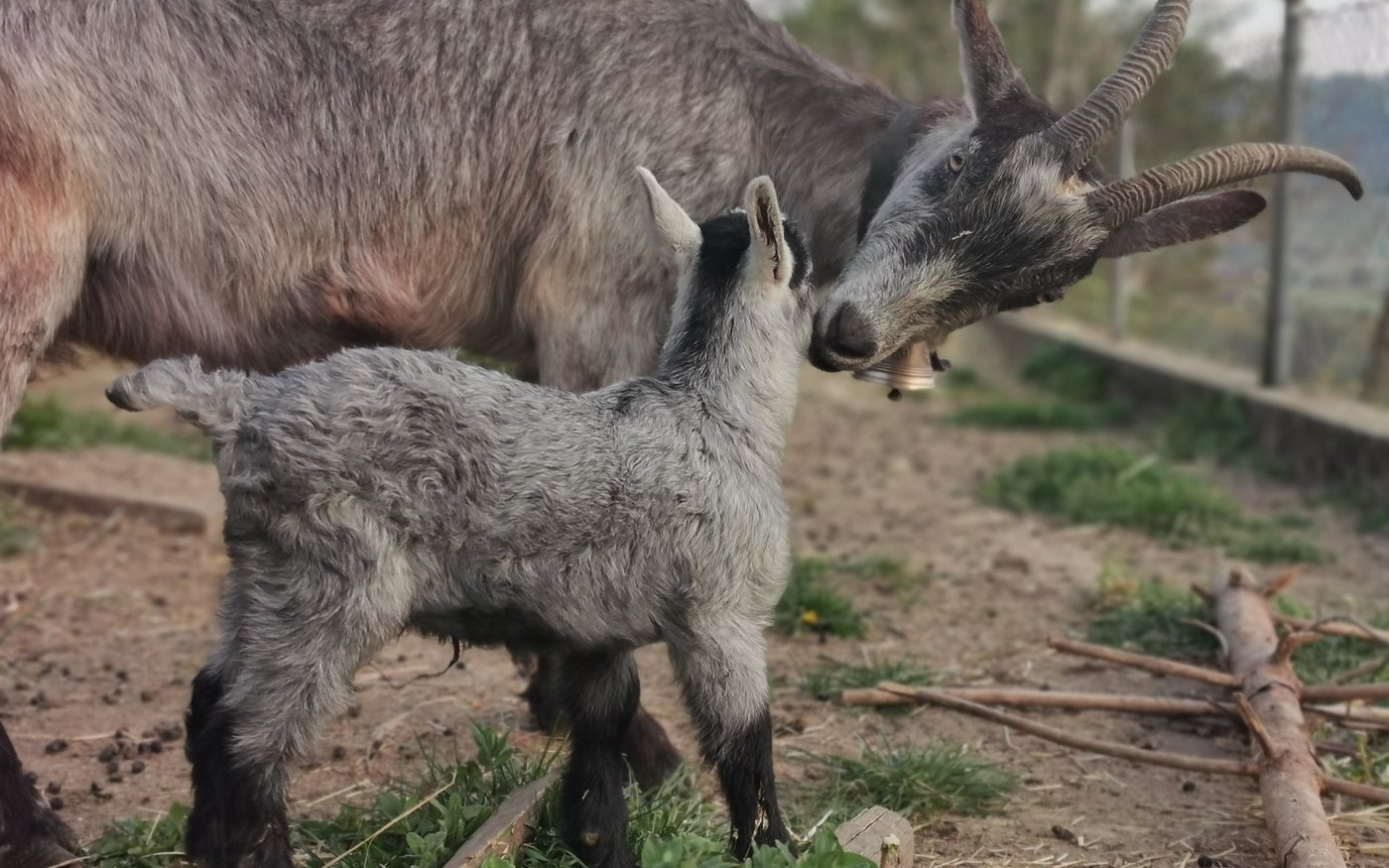 Capra Grigia Pro Specie Rara