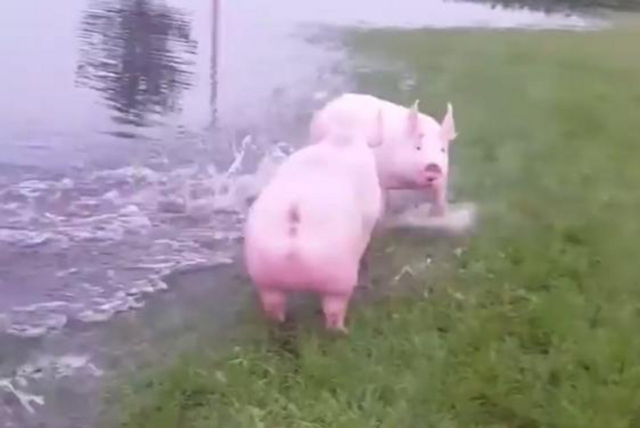 Diese Schweine finden ein erfrischendes Bad super. (Bild Screenshot Facebook)