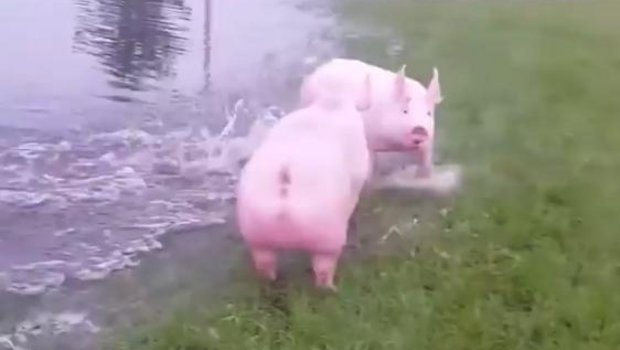 Diese Schweine finden ein erfrischendes Bad super. (Bild Screenshot Facebook)