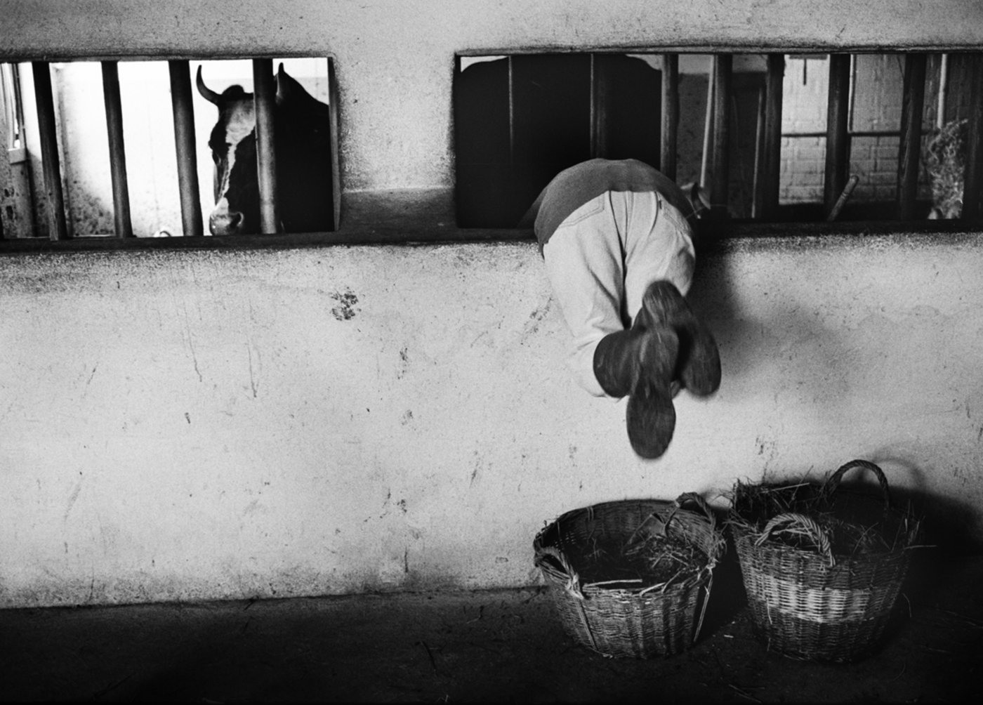 Voller Einsatz: Ruth Wüthrich holt die Ausräumete aus der Futterkrippe. (Bild Tomas Wüthrich)