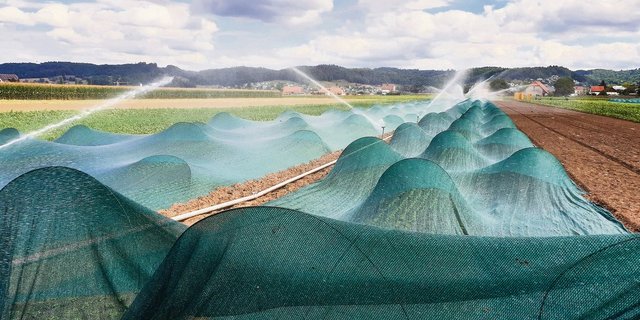 Bewässern gehört für viele Produzenten von Spezialkulturen heute schon zum Alltag. Der Klimawandel führt vermehrt zu Hitze- und Trockenperioden. (Symbolbild Ruth Aerni)