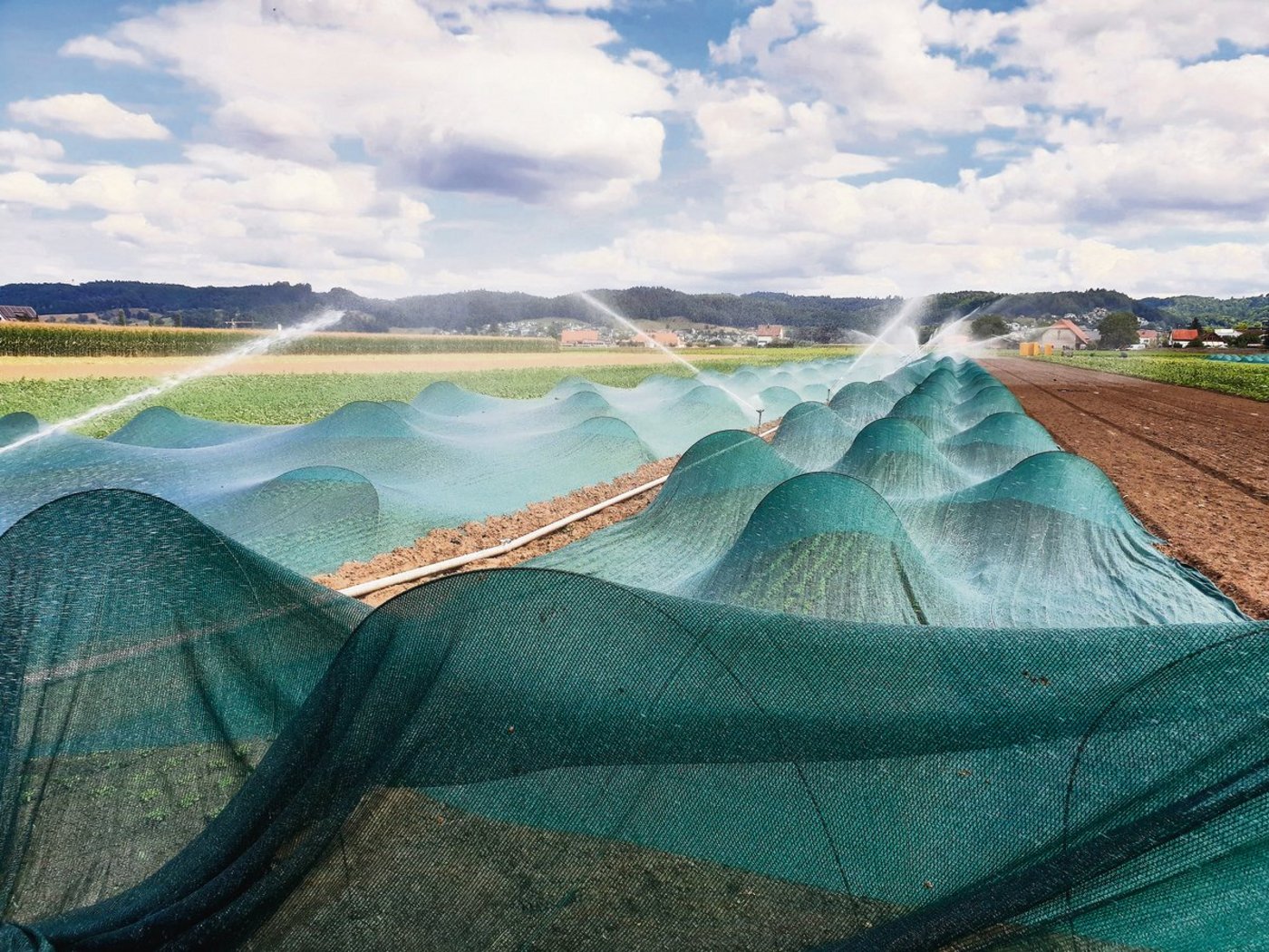 Bewässern gehört für viele Produzenten von Spezialkulturen heute schon zum Alltag. Der Klimawandel führt vermehrt zu Hitze- und Trockenperioden. (Symbolbild Ruth Aerni)