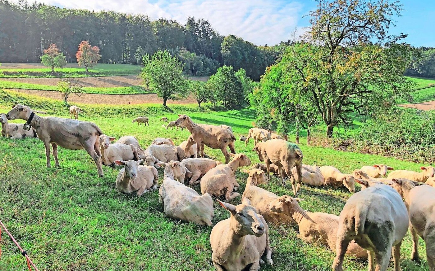 Stein des Anstosses waren Schafe des Nachbarbetriebs.