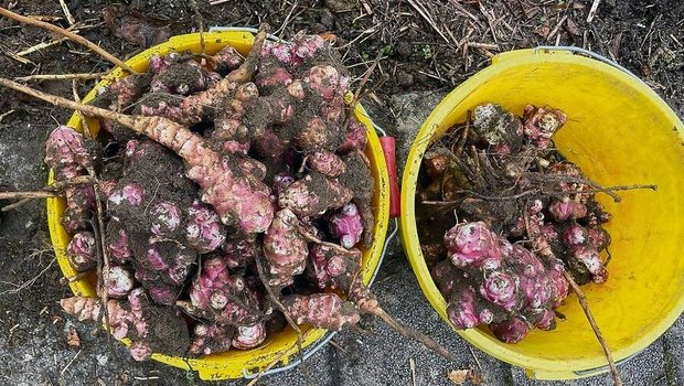 Üppige Topinambur-Ernte. Fühlt sich die Pflanze in einem Garten wohl, breitet sie sich gerne von selbst aus. 