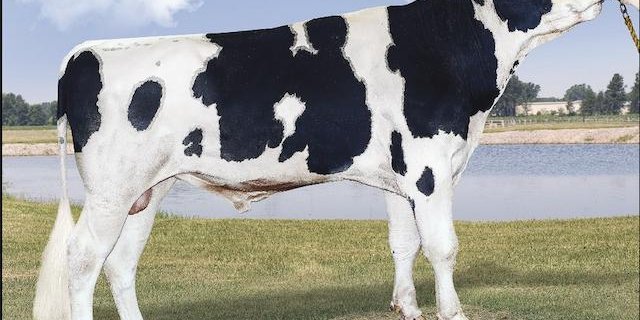 S-S-I Bg Frazzled Riveting wird in Amerika stark nachgefragt. (Bild John Erbsen)