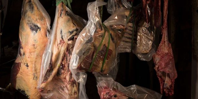 Die Künstlerin Sandra Knecht hat ein ganzes Galloway-Rind vakuumiert und dann mit den Innereien zu einem Kunstwerk arrangiert. (Bild Katharina Lütscher)