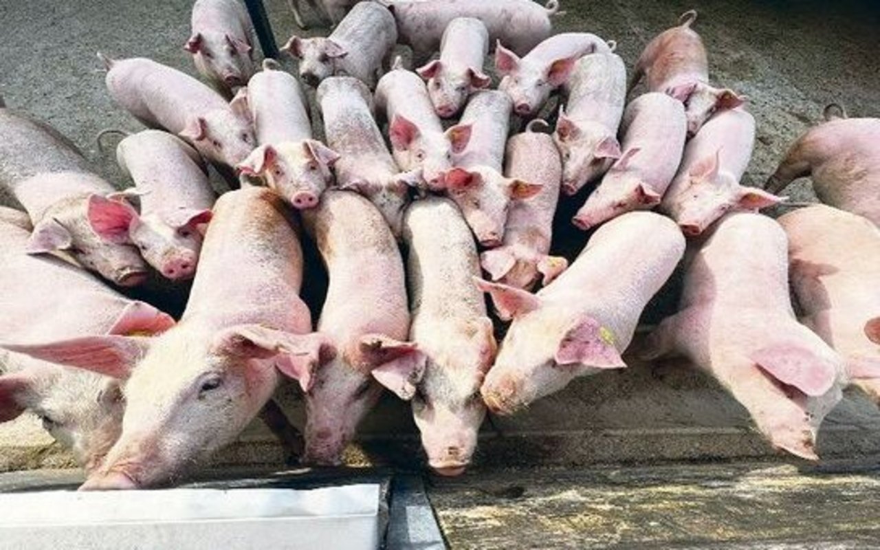 Gedrängel am Schweinetrog: Ungeduldig warten die Alpschweine auf das Futter. 