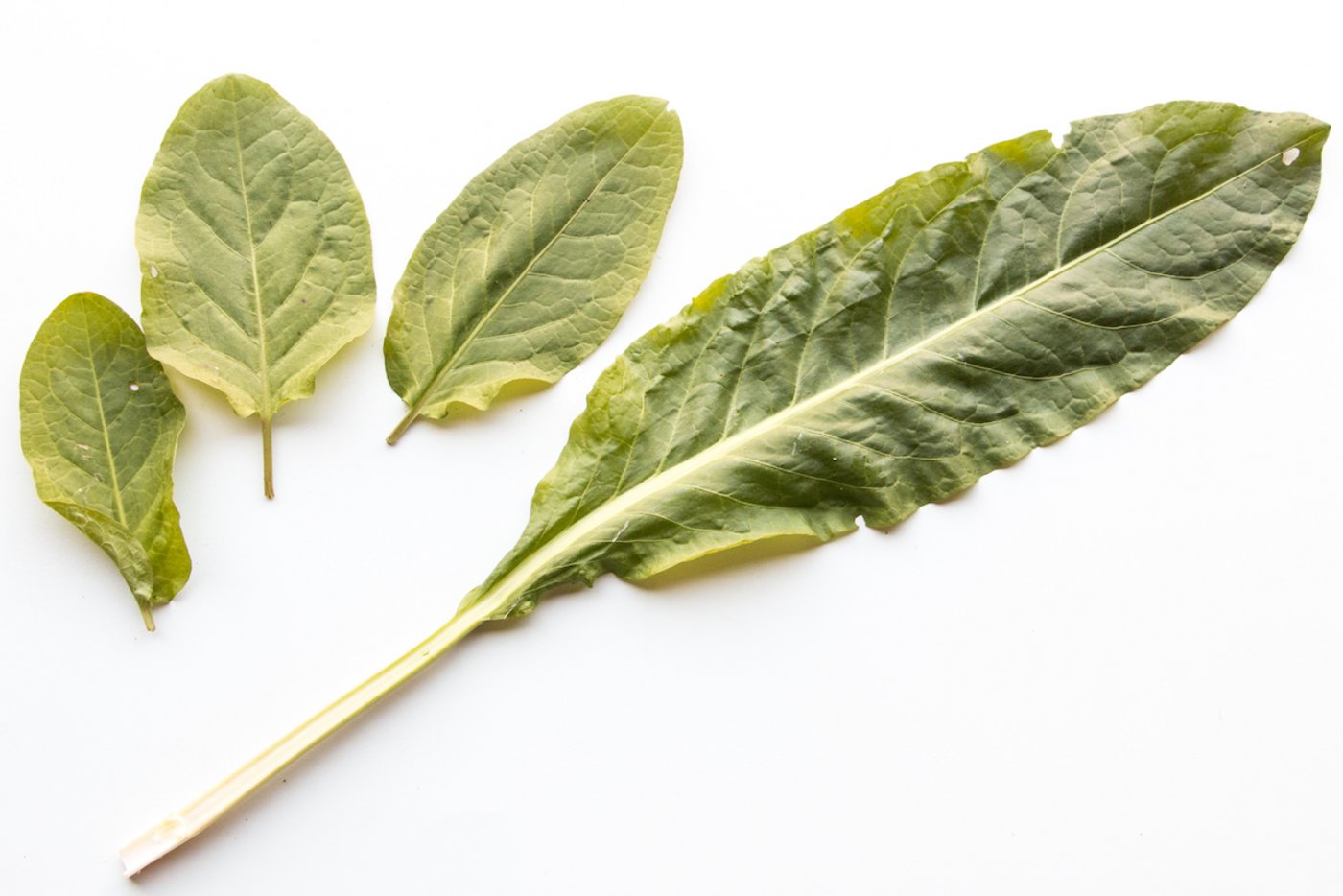 jüngere Gemüseampfer-Blätter sind eher rundlich, älter Blätter werden länglich.  (Foto: Eveline Dudda)