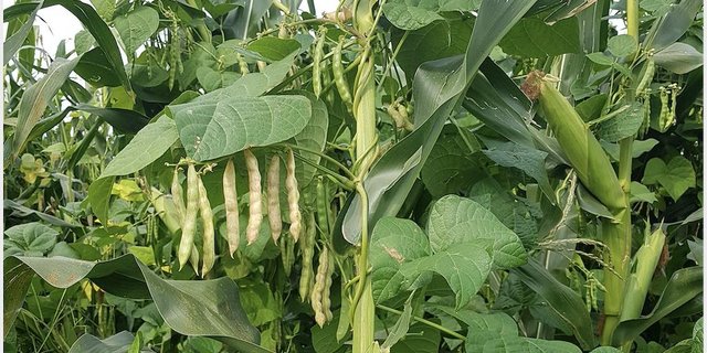 Beim Versuch wurde mit unterschiedlichen Mengen Stickstoffdünger experimentiert. Dadurch gab es keinen augenscheinlichen Unterschied. (Bild ste)