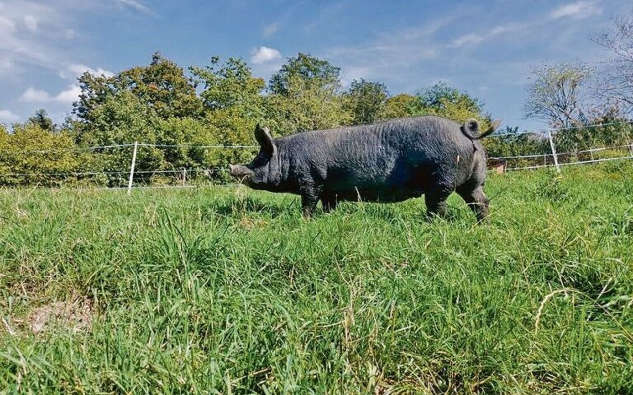 Berkshire-Schweine eignen sich ganzjährig für die Freilandhaltung und trotzen auch widrigen Wetterbedingungen.
