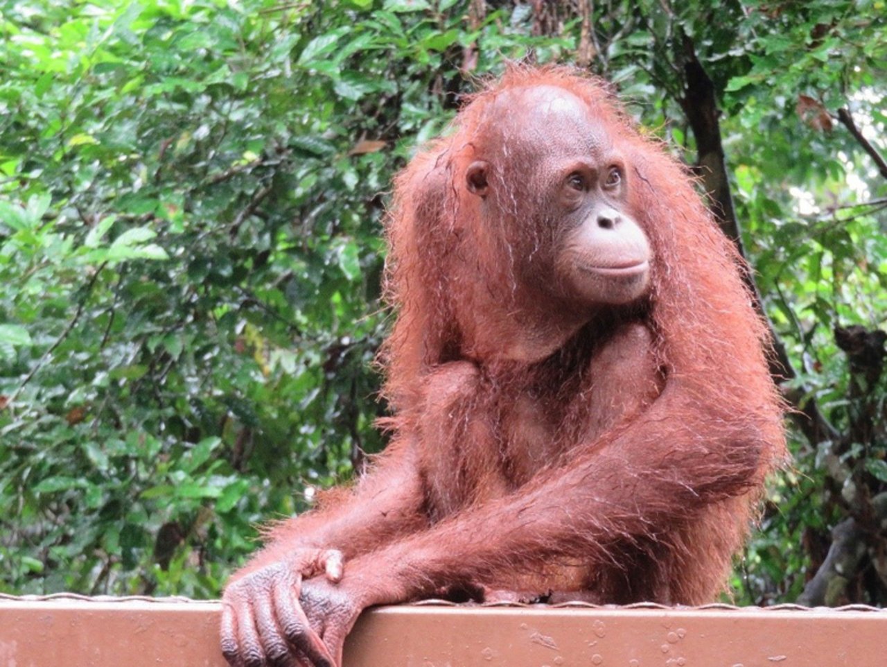 Die Borneo-Orang-Utans sind vom Aussterben bedroht.