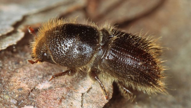 Der 4-5 mm lange Buchdrucker befällt vorwiegend geschwächte Fichten. Er ist der häufigste Borkenkäfer in der Schweiz. (Bild Beat Wermelinger/WSL)