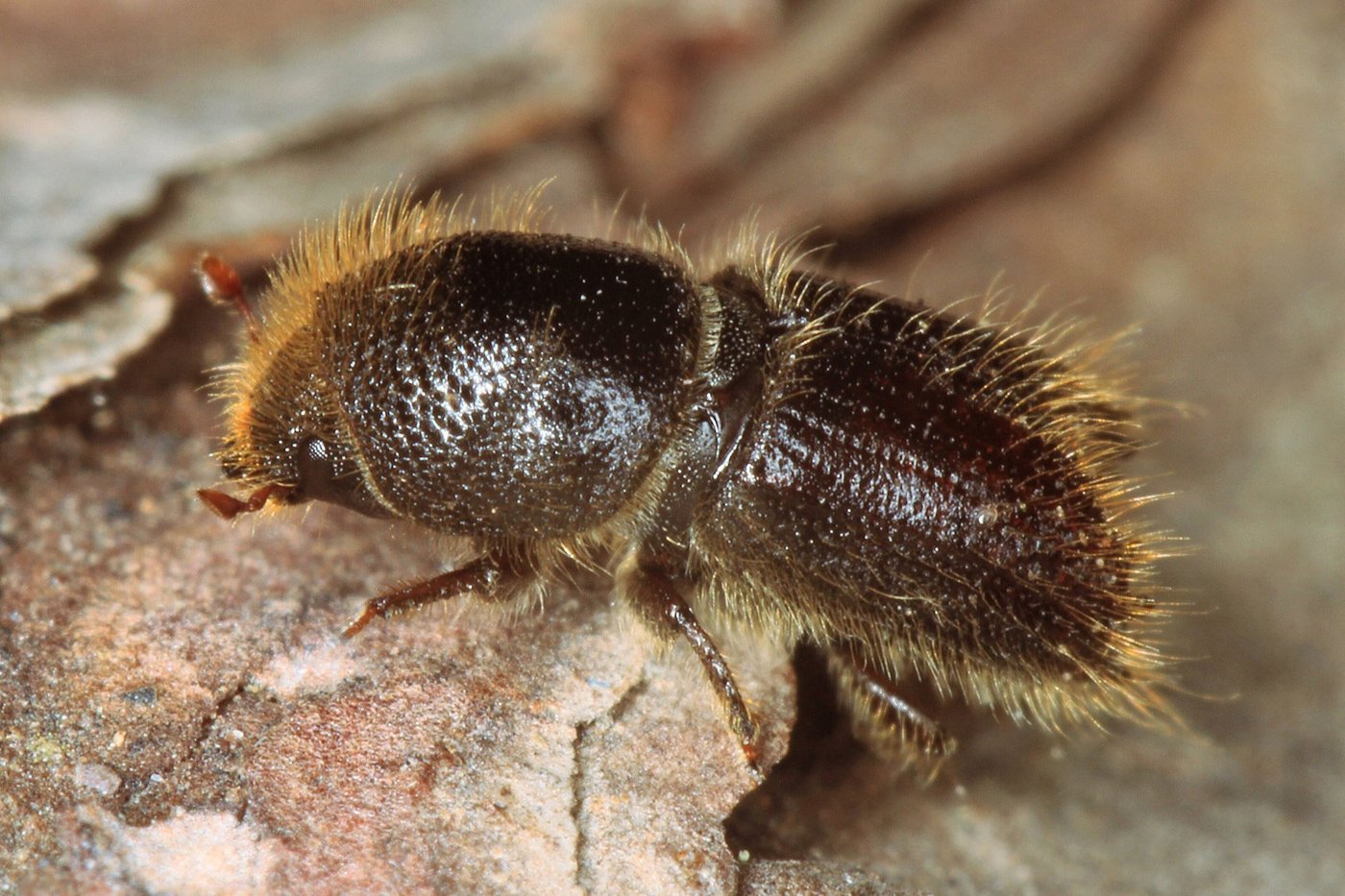 Der 4-5 mm lange Buchdrucker befällt vorwiegend geschwächte Fichten. Er ist der häufigste Borkenkäfer in der Schweiz. (Bild Beat Wermelinger/WSL)