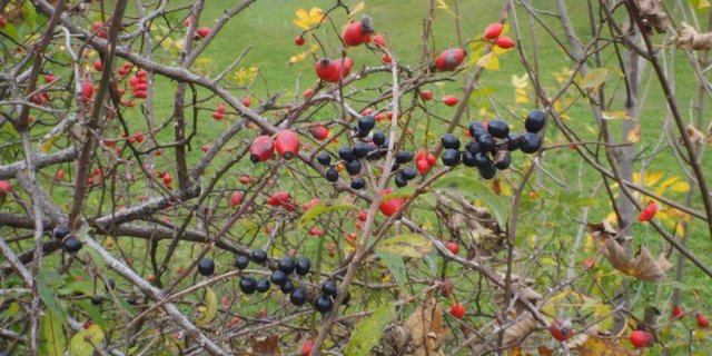 Beim Wildfrüchte ernten sind Pflanzenkenntnisse notwendig: Essbare Hagebutten (rot) und giftiger Liguster (schwarz). (Bild Ruth Bossardt)