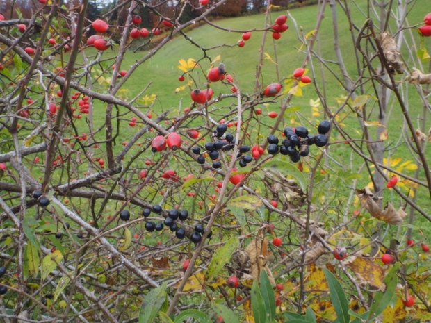Beim Wildfrüchte ernten sind Pflanzenkenntnisse notwendig: Essbare Hagebutten (rot) und giftiger Liguster (schwarz). (Bild Ruth Bossardt)
