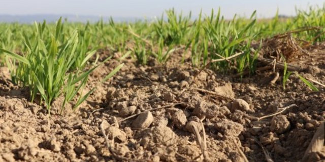 Der Handel mit Landwirtschaftsland untersteht dem bäuerlichen Bodenrecht. (Symbolbild Ruth Aerni)