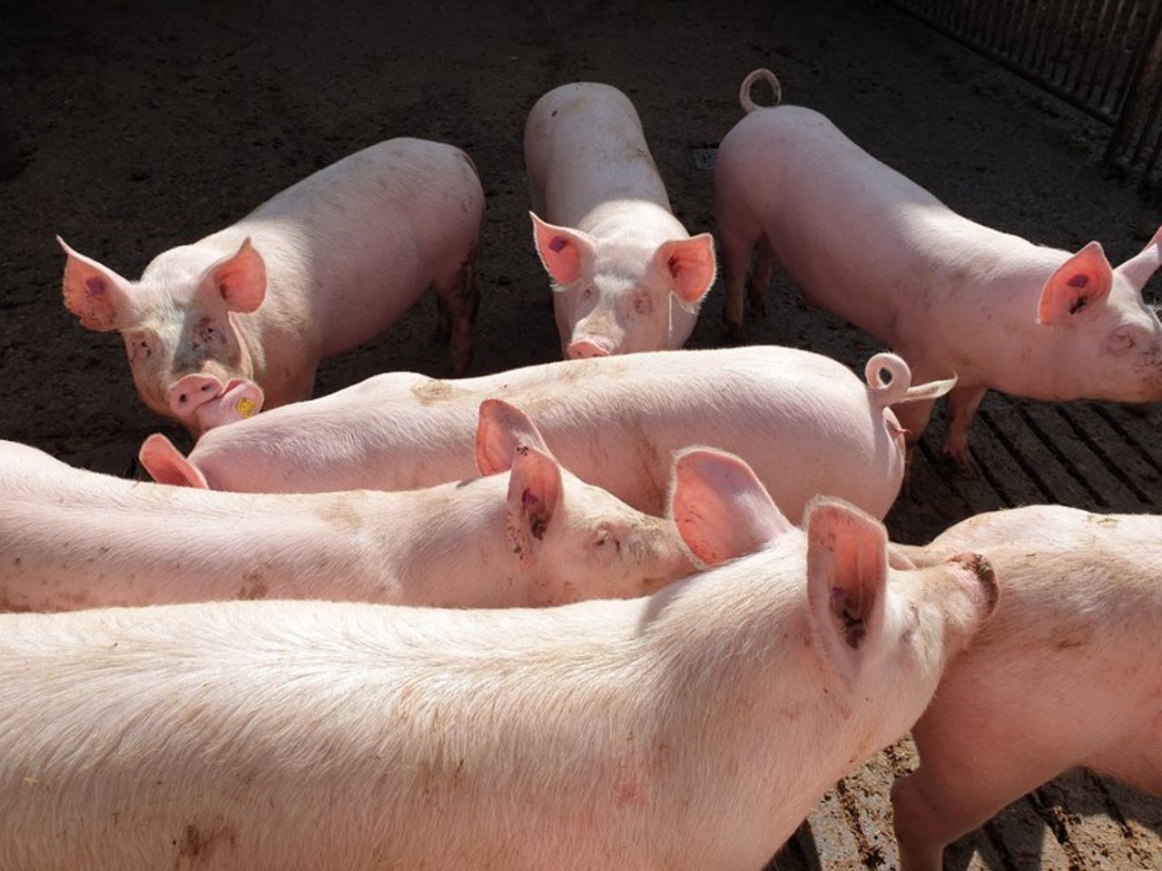 Schweinestau in Deutschland wächst immer noch an. (Bild BauernZeitung/Archiv)