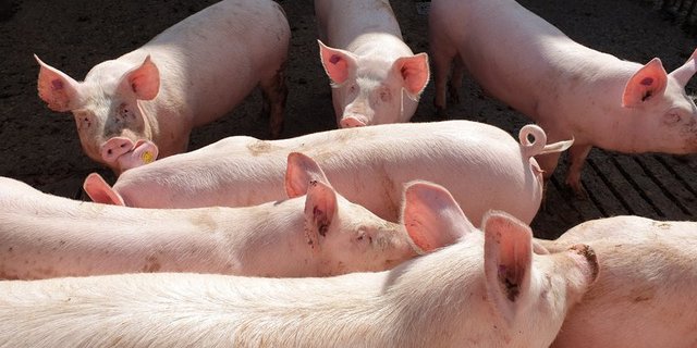 Schweinestau in Deutschland wächst immer noch an. (Bild BauernZeitung/Archiv)