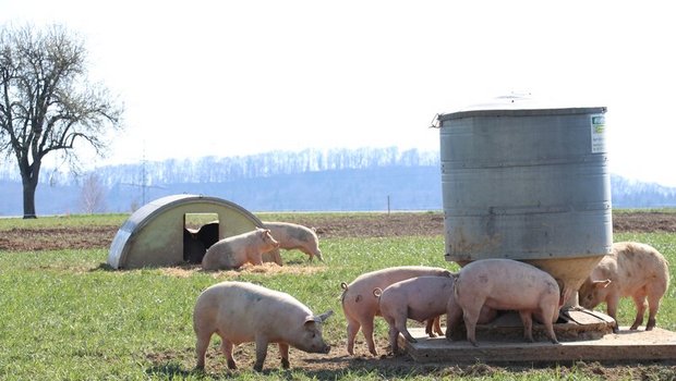 Für Daniel Bärtschi gehören Tiere zur Regenerativen Landwirtschaft dazu – sie sollen aber möglichst ganzjährig draussen gehalten werden. (Bild BauZ)