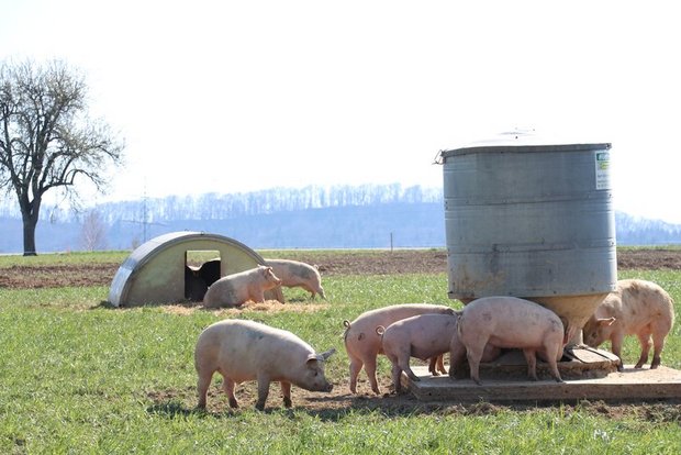 Für Daniel Bärtschi gehören Tiere zur Regenerativen Landwirtschaft dazu – sie sollen aber möglichst ganzjährig draussen gehalten werden. (Bild BauZ)