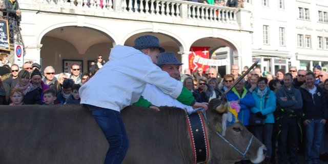 Auch auf Kühen kann Bub reiten, wie die Nummer «Schönäbüechler Horä Veeh» in Schwyz zeigte. (Bilder Alois Heinzer)