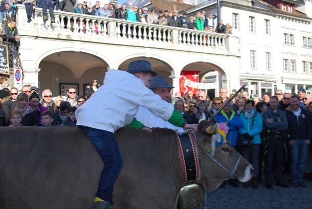 Auch auf Kühen kann Bub reiten, wie die Nummer «Schönäbüechler Horä Veeh» in Schwyz zeigte. (Bilder Alois Heinzer)