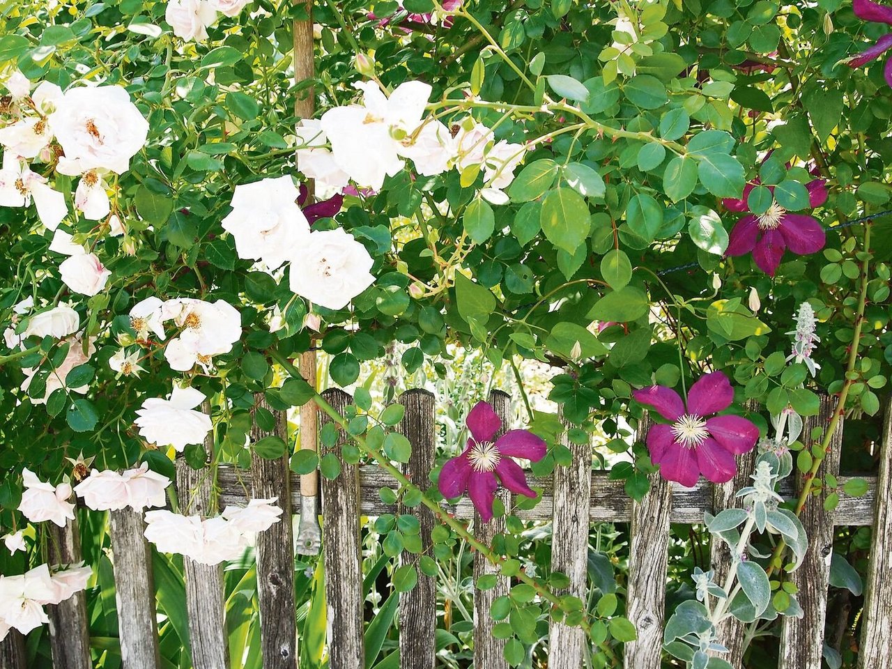 Kletterrosen und Clematis haben unterschiedliche Kletterstrategien. Die beiden Pflanzen lassen sich trotzdem gut kombinieren.