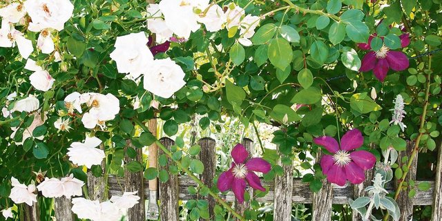 Kletterrosen und Clematis haben unterschiedliche Kletterstrategien. Die beiden Pflanzen lassen sich trotzdem gut kombinieren.