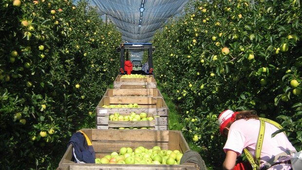 Aus dem Feldobstanbau werden 54'000 Tonnen Mostäpfel und 7'200 Tonnen Mostbirnen erwartet. (Bild zVg)