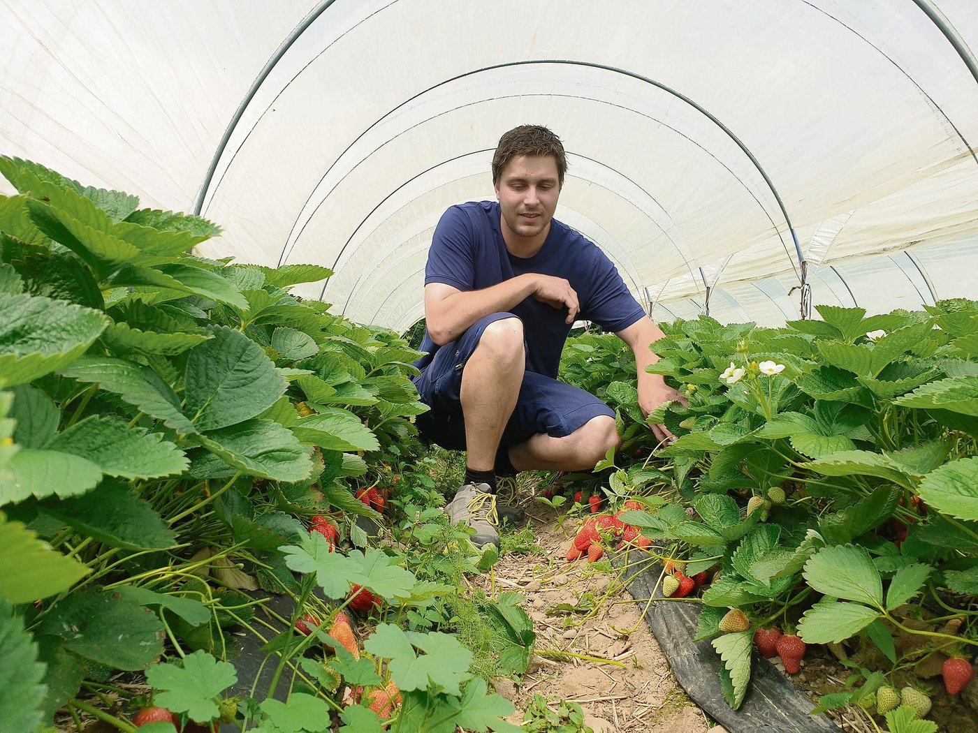 Es sieht gut aus: Ramon Staubli nimmt einen Augenschein bei seinen Erdbeeren im Wandertunnel. Nächste Woche startet bei ihm die Vollernte. (Bild Ruth Aerni)