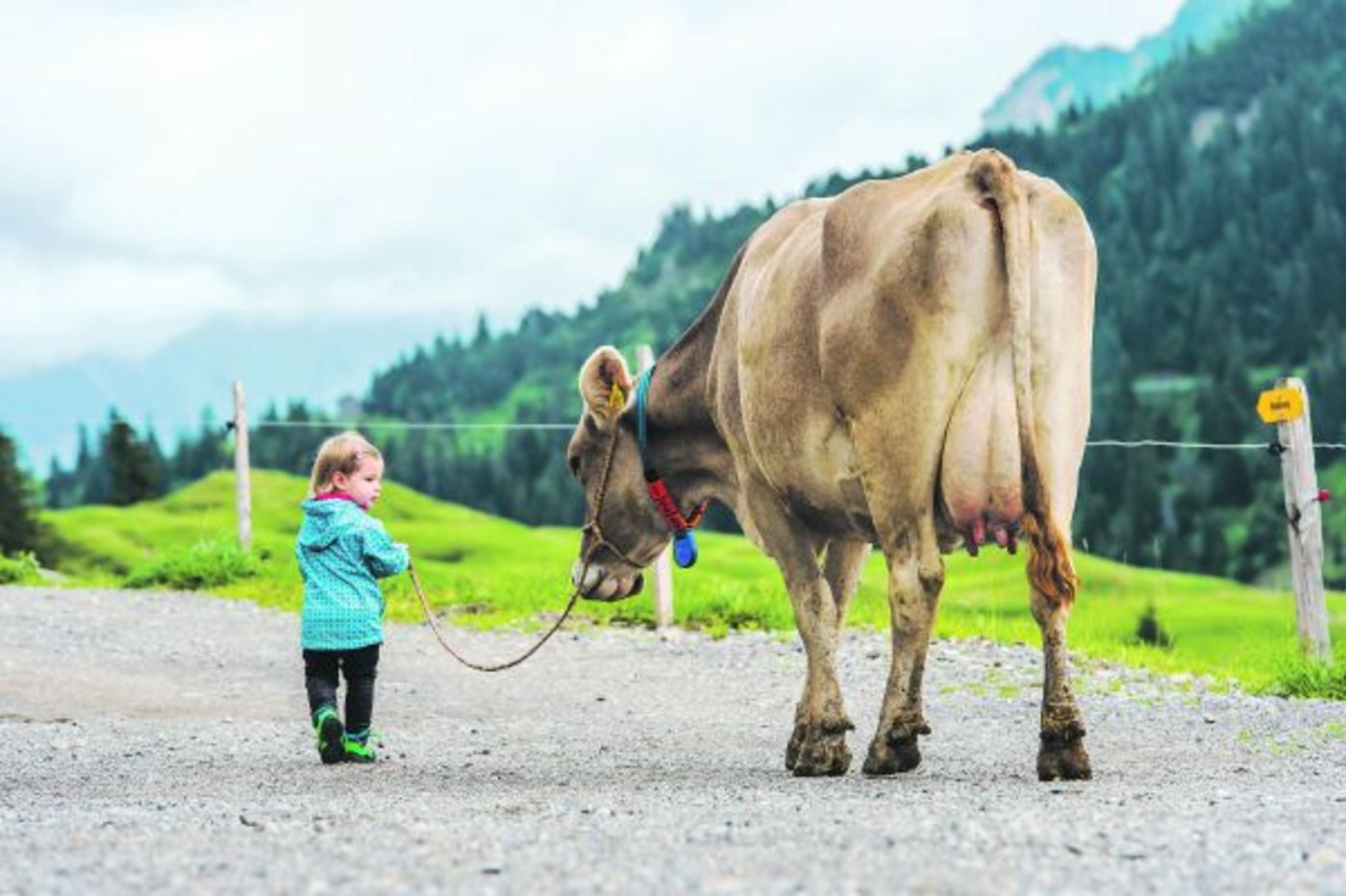 Die Drittplatzierte, Nicole Zumstein, hat Lia beim Spaziergang mit Kuh Hanni fotografiert. (Bild Nicole Zustein, Giswil OW)
