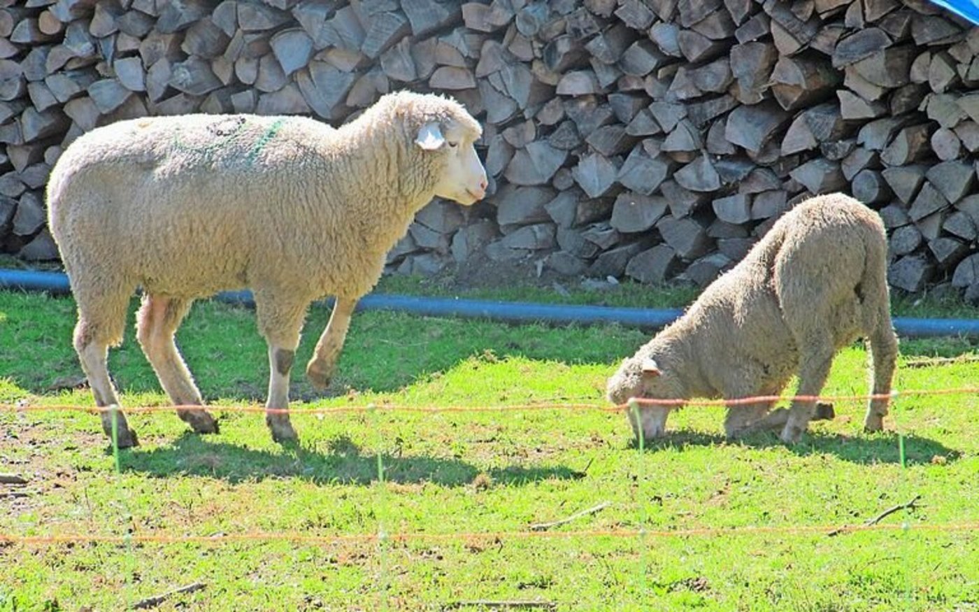 Die Moderhinke ist eine weit verbreitete, schmerzhafte Klauenkrankheit von Schafen. Typisches Bild eines betroffenen Tieres auf der Weide, das hinkt und auf den Vorderknien grast.