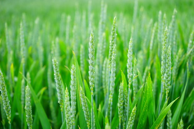 Zwischen verschiednen Weizensorten gibt es grosse genetische Unterschiede. Das macht die Pflanze besonders anpassungsfähig. (Bild Pixabay)