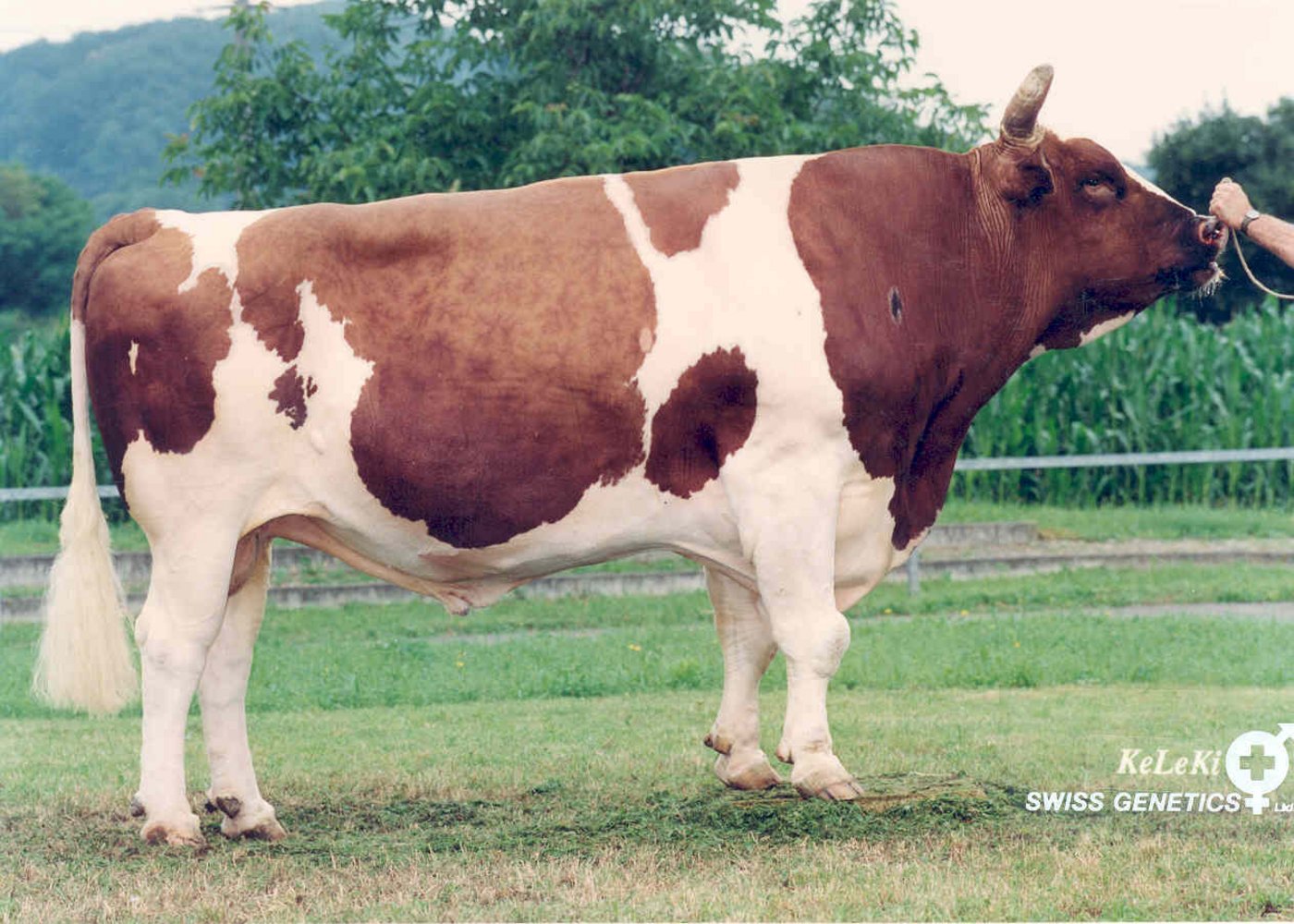 Obwohl Pickel seit 2001 nicht mehr lebt, ist sein Sperma weiter im Angebot. (KeLeKi/Swissgenetics) 