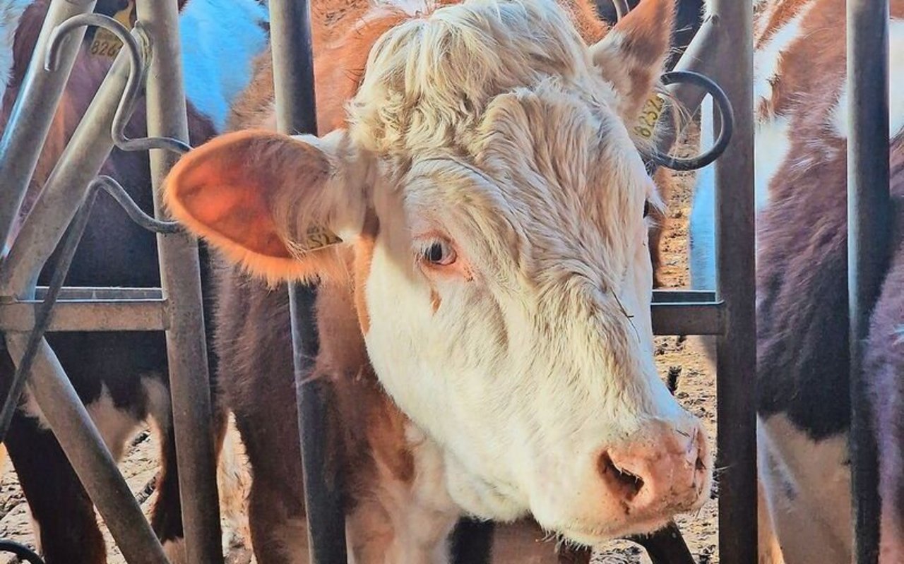 Die Schweiz soll gesunde Tiere züchten, die aus Raufutter effizient Milch oder Fleisch produzieren, um die Umweltbelastung zu minimieren.