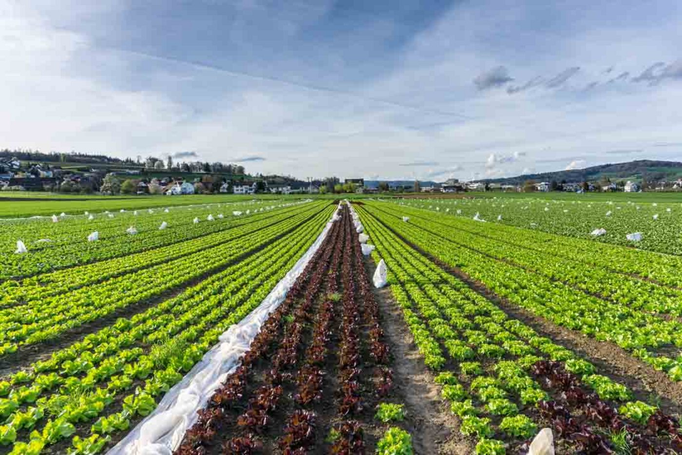 Vor allem die Salat-Produktion litt unter der Hitze. (Christian Wohler/landwirtschaft.ch)