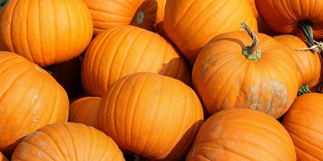 Der Kürbis-Anbau boomt in der Schweiz. (pd) 