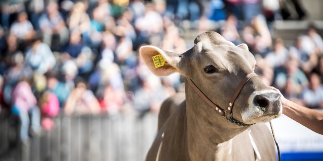 An der Olma präsentieren Braunviehzüchter ihre schönsten Tiere. (Bild zVg)