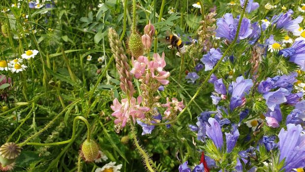 Biodiversitätsinitiative kommt formell zustande Die Volksinitiative «Für die Zukunft unserer Natur und Landschaft» ist formell zustande gekommen. (Bild lid)