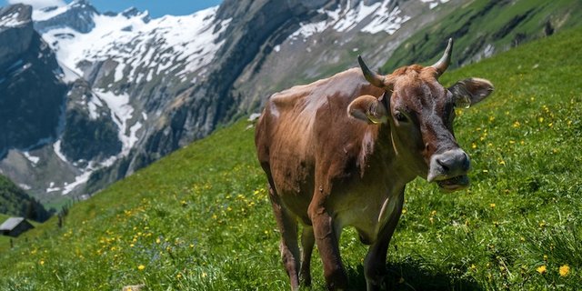 Beim wandern in den Bergen trifft man immer wieder auf frei herumlaufende Rinder. Gefährlich sind eher Herden, insbesondere mit Kälbern. (Bild Patrick Robert Doyle)