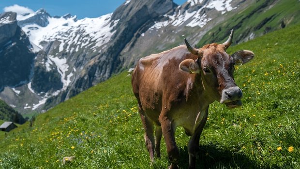 Beim wandern in den Bergen trifft man immer wieder auf frei herumlaufende Rinder. Gefährlich sind eher Herden, insbesondere mit Kälbern. (Bild Patrick Robert Doyle)
