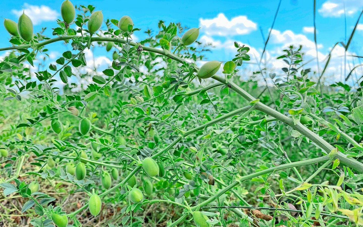 Kichererbsen brauchen ein warmes Klima und viel Sonne, um gut zu gedeihen. In der Schweiz ist keine Impfung für das Saatgut zugelassen.