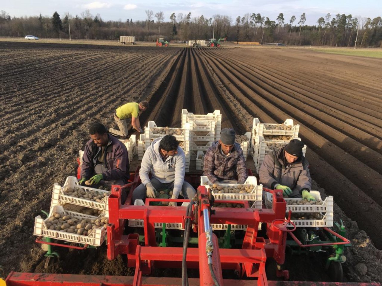 Mit dem Halbautomaten werden die vorgekeimten Kartoffeln zirka Mitte Februar, wenn die Bodenverhältnisse stimmen, gepflanzt. (Bild Daniel Erb)